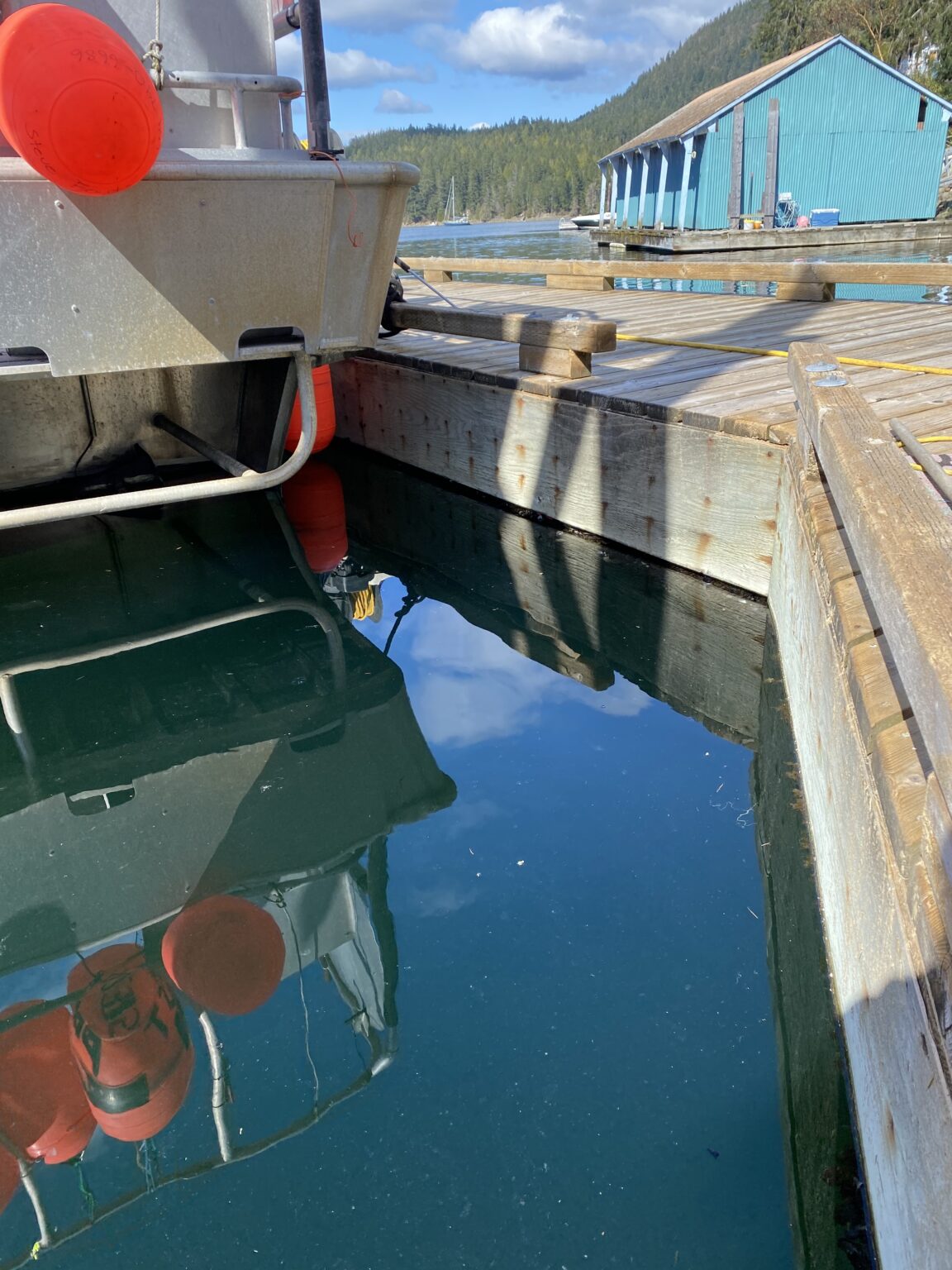Professional inspection of wooden dock pilings in Pender Harbour marina